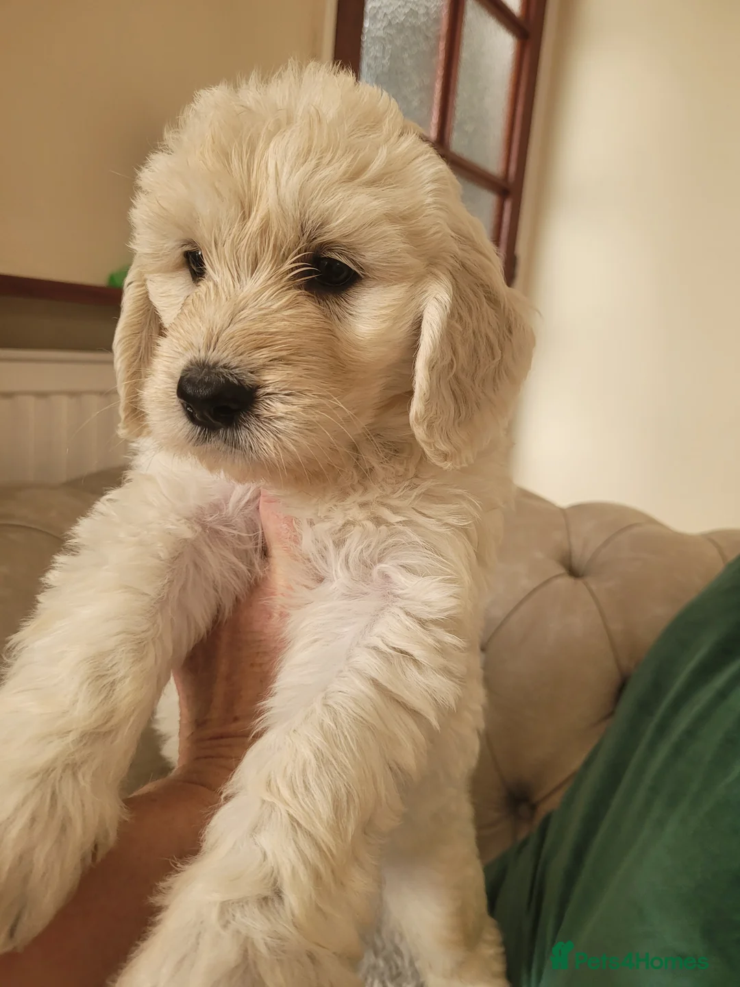 Goldendoodle dogs for sale: Goldendoodles. Extensively health tested parents - Advert 2