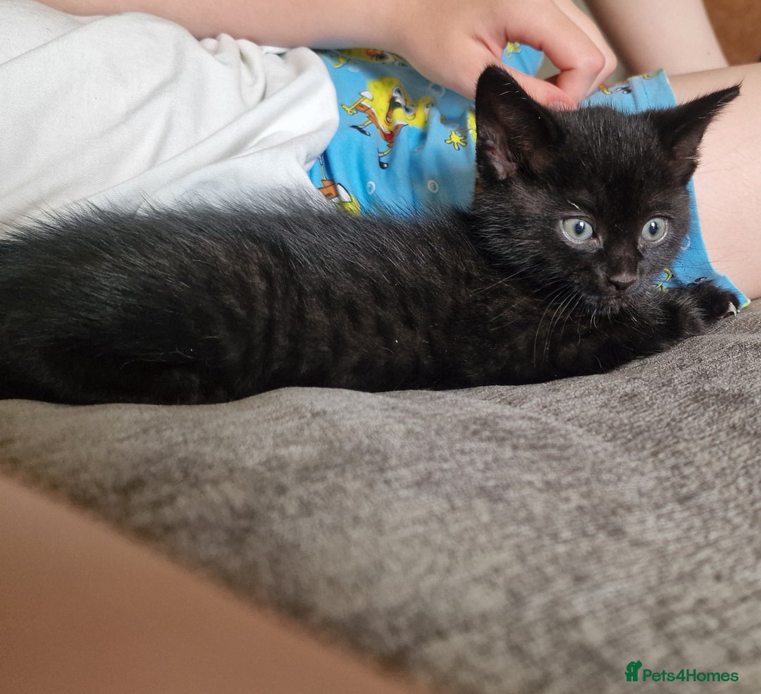 Mixed Breed cats for sale: 1 beautiful male kitten last of the litter  - Image 5
