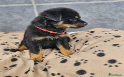 Rottweiler dogs for sale: Stunning Rottweiler puppys - Image 7