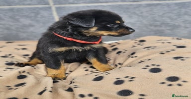 Rottweiler dogs - Advert 6