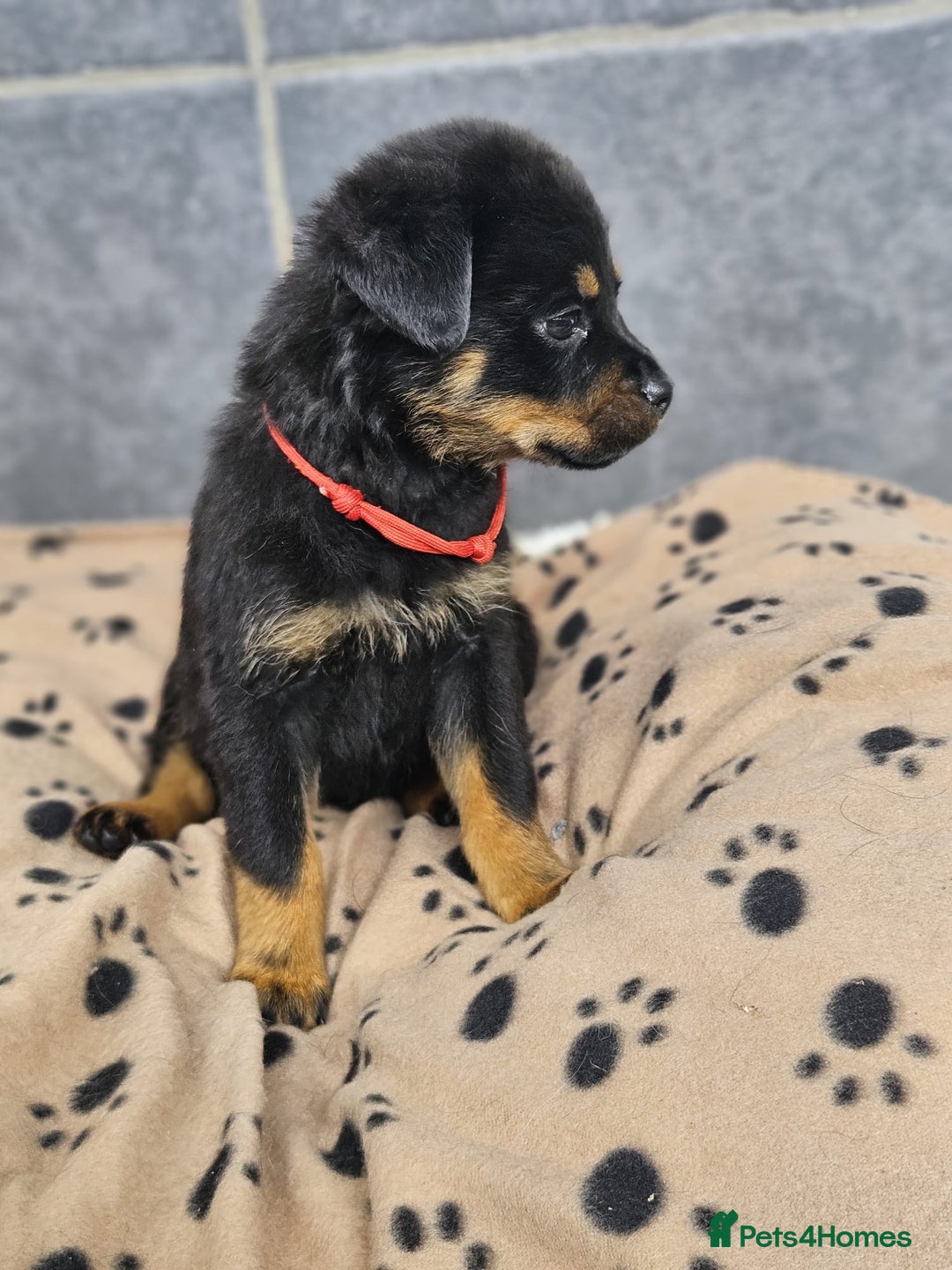 Rottweiler dogs for sale: Stunning Rottweiler puppys - Image 7