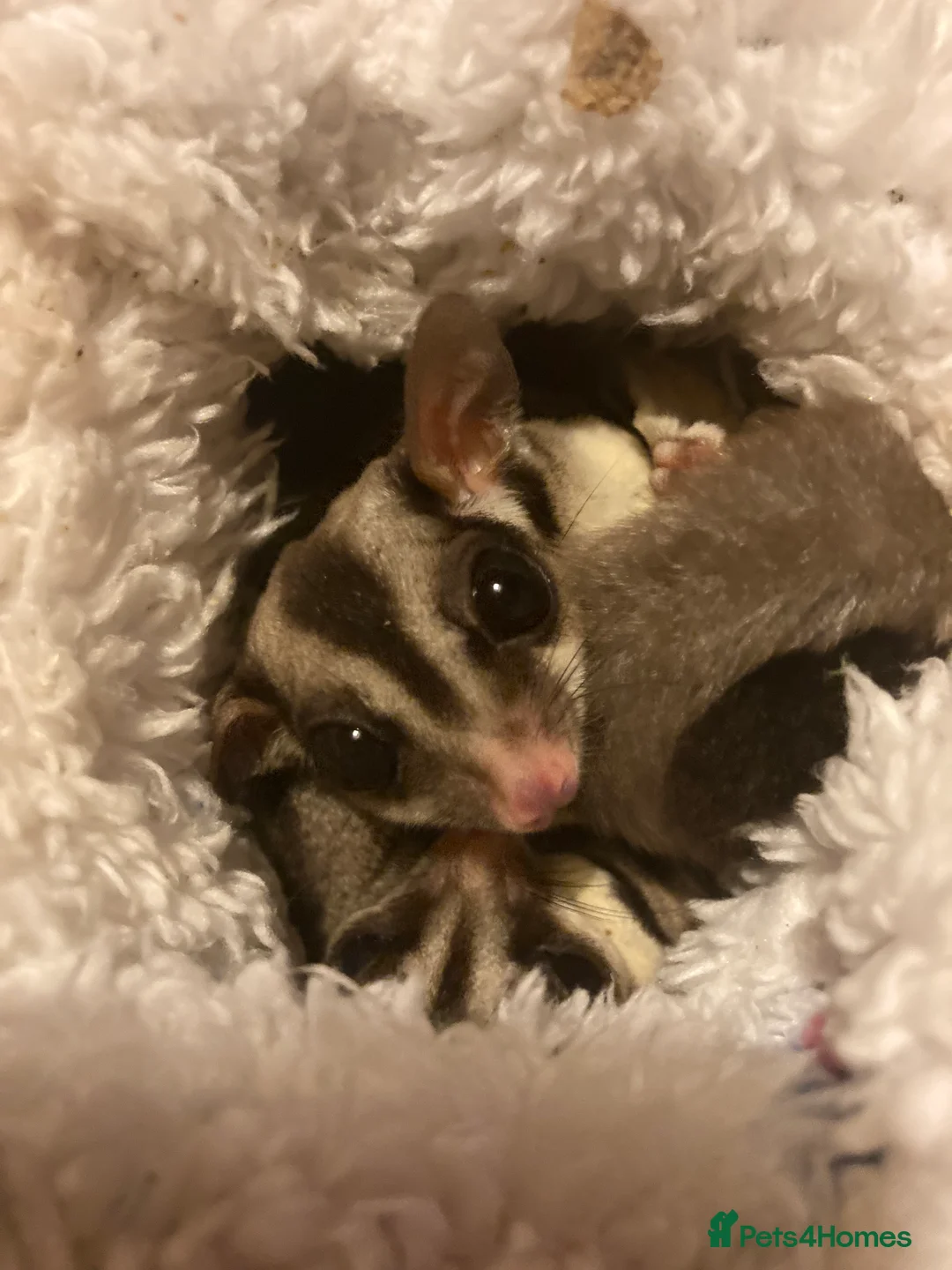 Sugar Glider rodents for sale: 3 female sugar gliders and set up - Advert 10