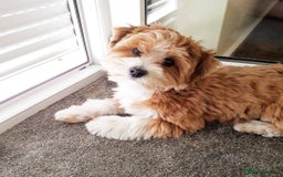 Havanese dogs for sale: Beautiful Puppy Bella Looking for a Loving Home - Image 6