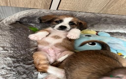 Mixed Breed dogs for sale: Cavapoo x Italian greyhound puppies  - Image 12