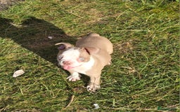Boston Terrier dogs for sale: Stunning Boston Terrier Girl - Image 4