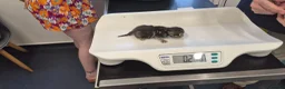 Mixed Breed cats for sale: Rare opportunity to have loving bottle fed Kittens in Melton Constable - Advert 9
