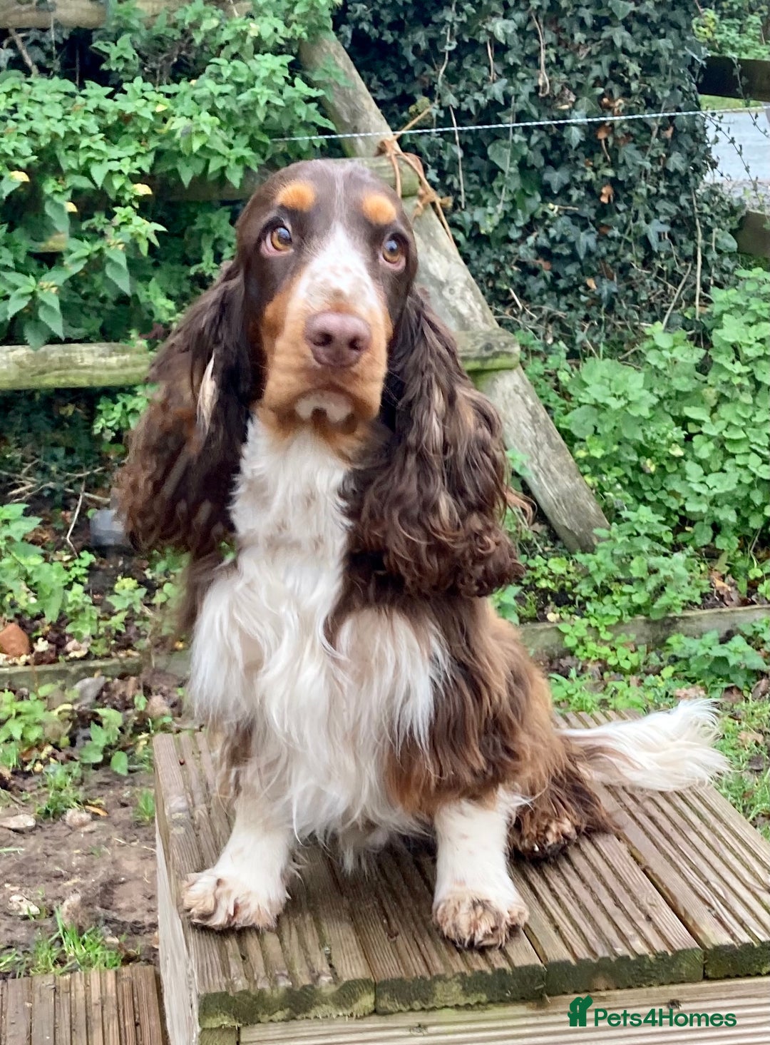 Cocker Spaniel dogs for sale: KC Show Type Cocker Spaniel Pups - Family Home  - Image 27