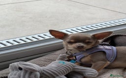 Chihuahua dogs for sale: Lilac chihuahua puppy kc - Image 2