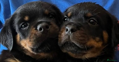 Rottweiler dogs - Advert 5