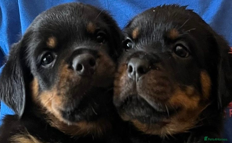 Rottweiler dogs - Advert 6