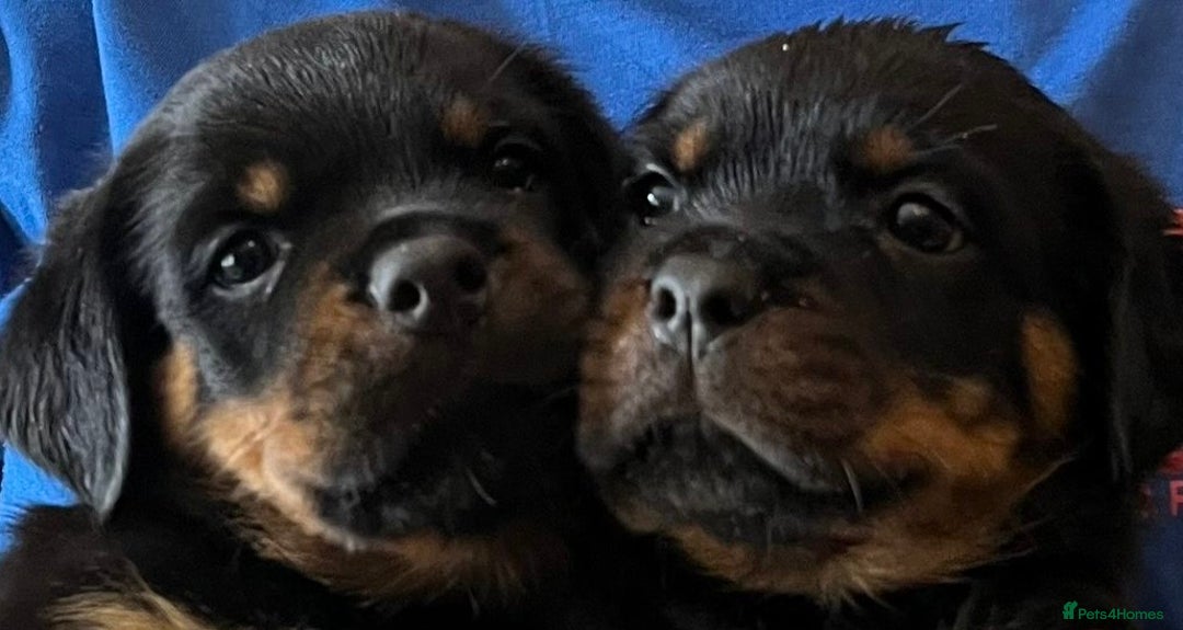 Rottweiler dogs for sale: Stunning kc registered Rottweiler pups.  - Image 3