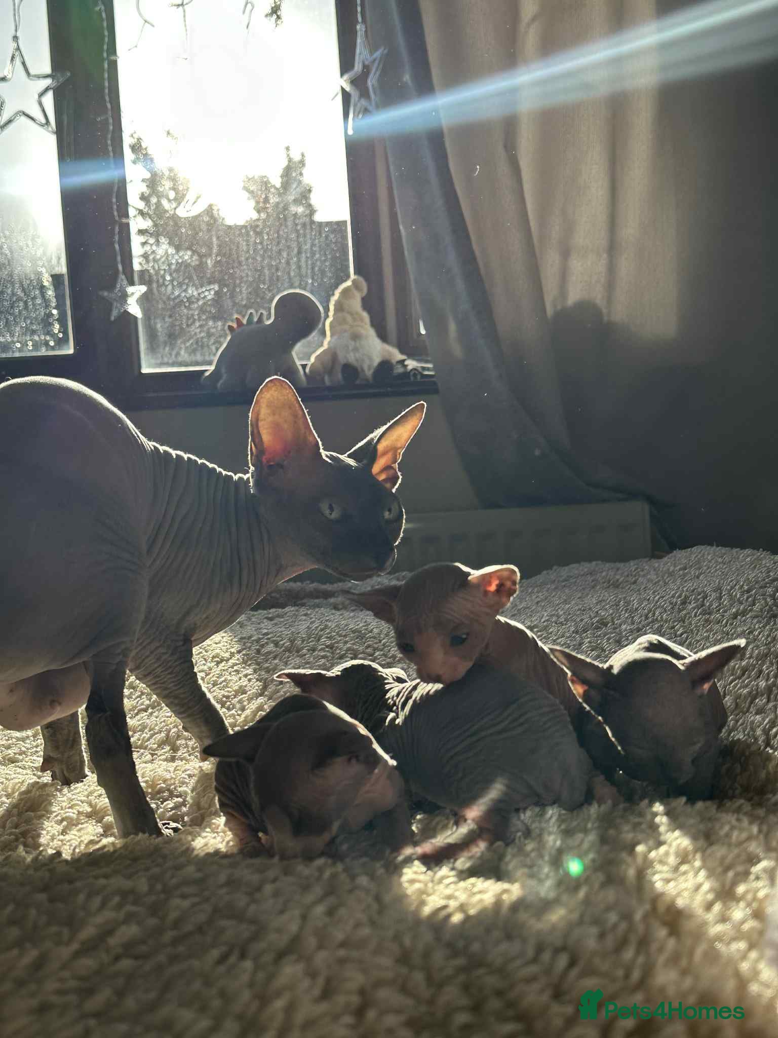 Sphynx cats Sphinx kittens 🩵❤️ - Advert 1