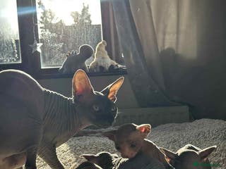 Sphynx cats Sphinx kittens 🩵❤️ - Advert 8