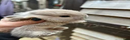 Mini Lop rabbits for sale: Beautiful super friendly mini Rex X mini lop babys - Advert 5