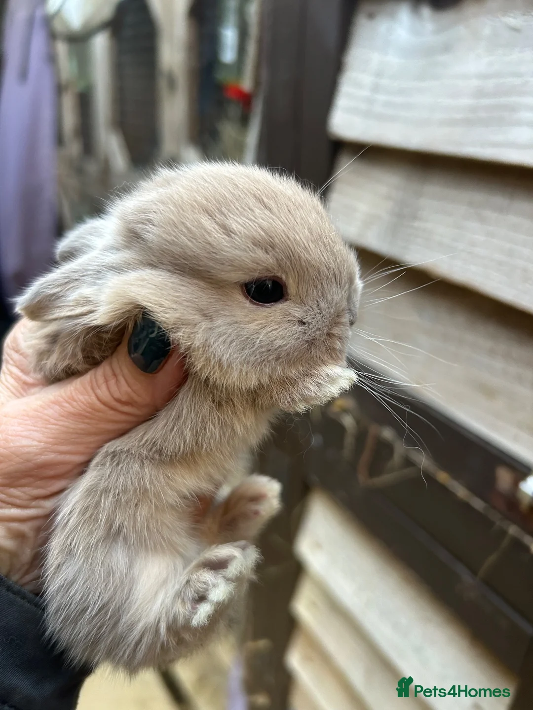 Mini Lop rabbits for sale: Beautiful super friendly mini Rex X mini lop babys - Advert 5