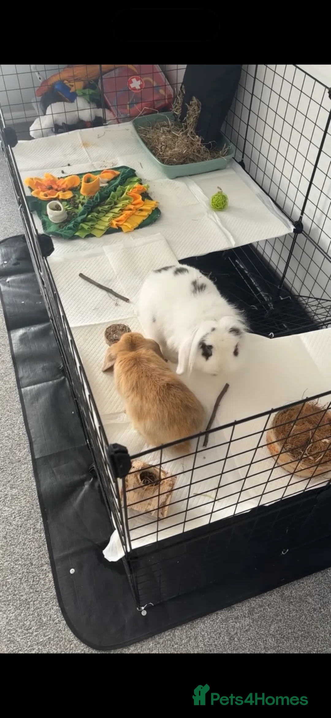 Mixed Breed rabbits for sale: Male  - Advert 2