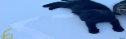 Domestic Shorthair cats for sale: Kitten domestic shorthair, tabby pattern  - Advert 9
