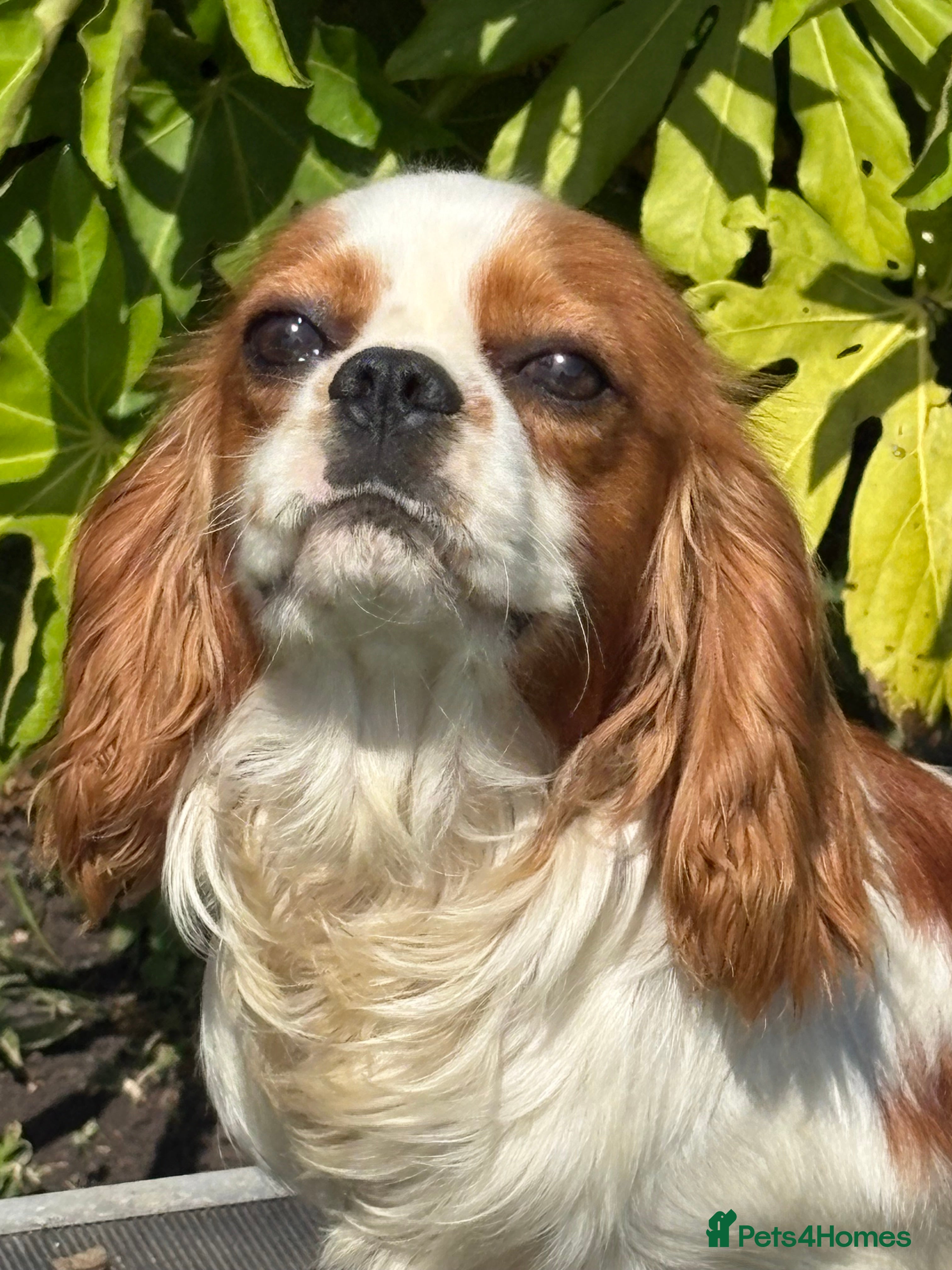 Cavalier King Charles Spaniel dogs Beautiful Blenheim cavalier stud boy  in Southport - Advert 3