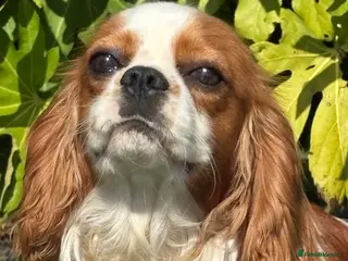 Cavalier King Charles Spaniel dogs Beautiful Blenheim cavalier stud boy in Southport - Advert 4