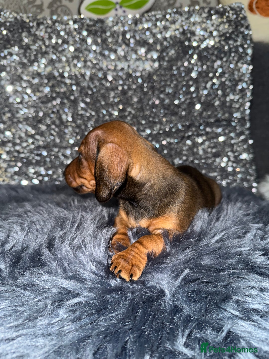 Miniature Dachshund dogs for sale: Miniature Dachshund Puppies 🐾 - Image 18