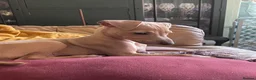 Italian Greyhound dogs for sale: Gorgeous KC Italian Greyhound Boys - Advert 21