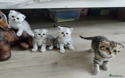 Scottish Fold cats for sale: Beautiful Scottish fold kittens  - Image 1
