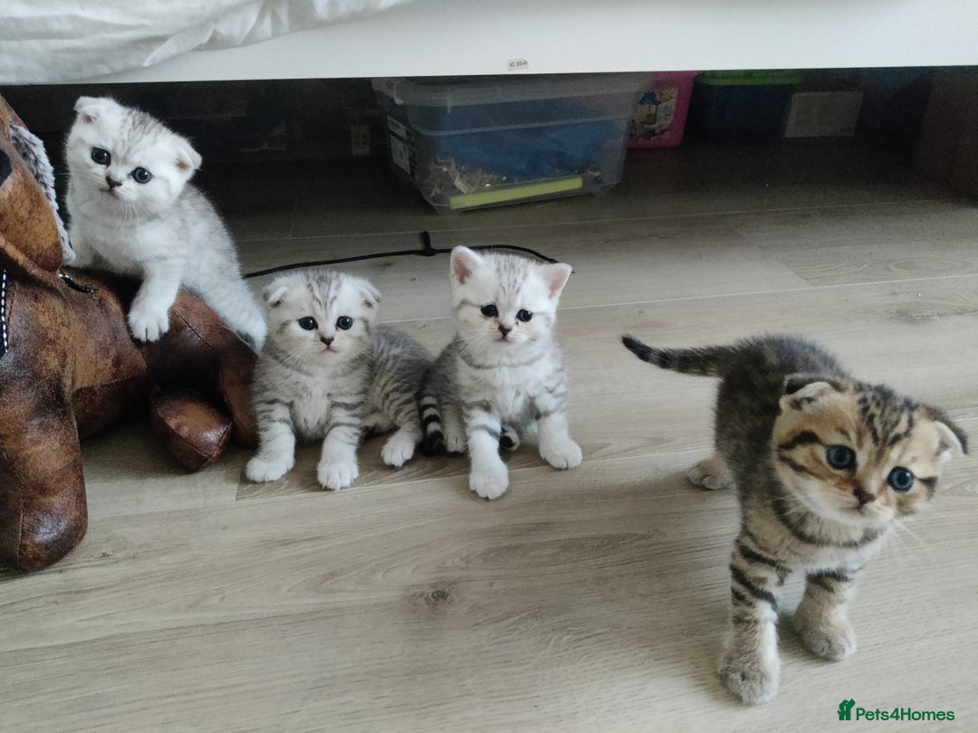 Scottish Fold cats for sale: Beautiful Scottish fold kittens  - Image 1