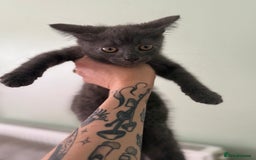 British Longhair cats for sale: 2 x 10 month old + 1 x 3 month old (can go separat - Image 2