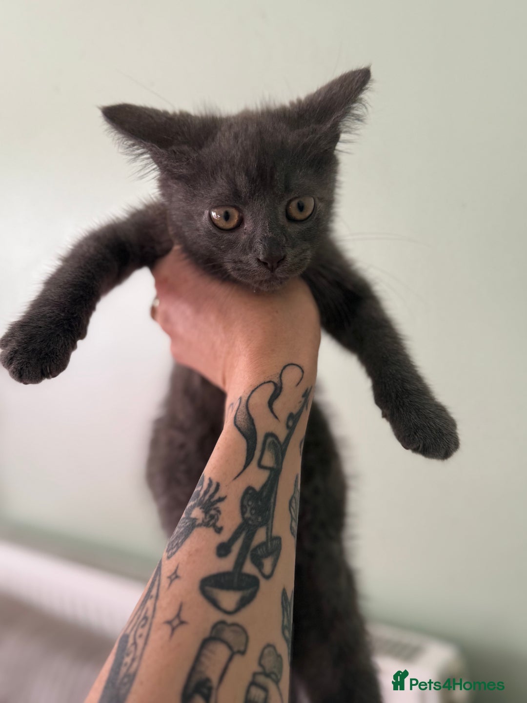 British Longhair cats for sale: 2 x 10 month old + 1 x 3 month old (can go separat - Image 2