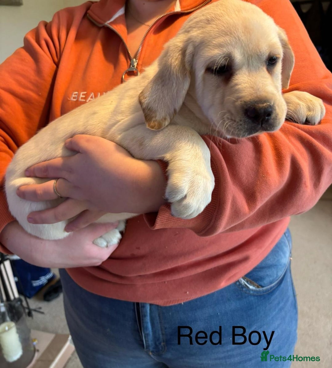 Labrador Retriever dogs for sale: Beautiful chunky labs  - Advert 3