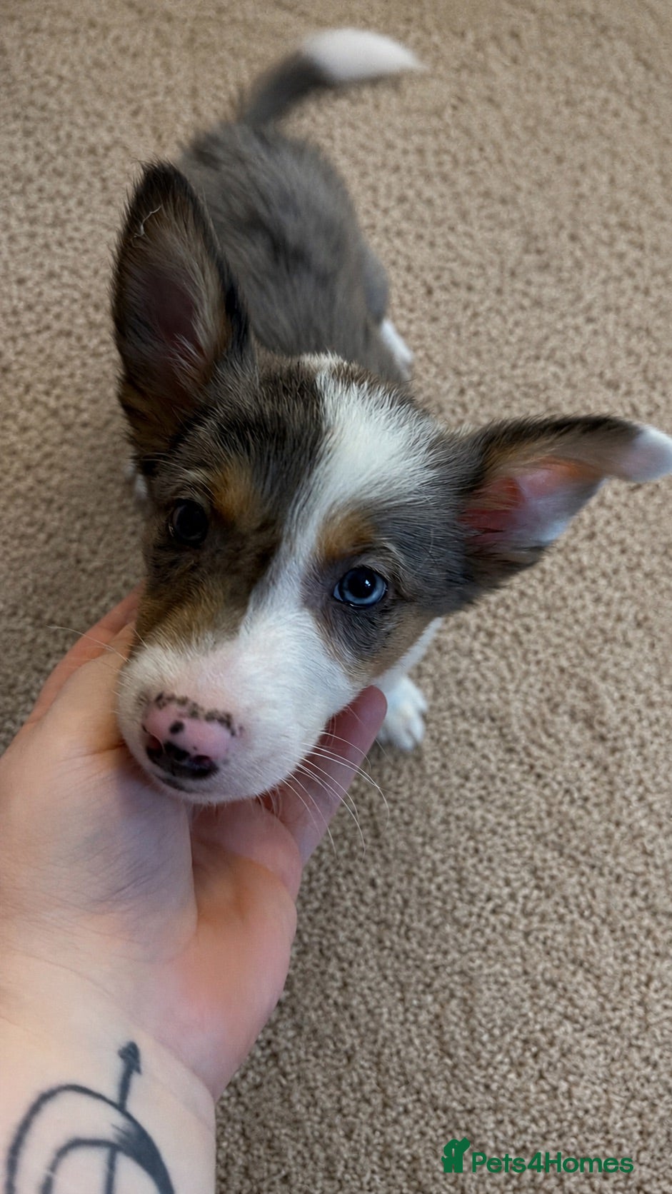 Border Collie dogs Merle male REDUCED!!!! - Advert 16