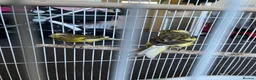 Mixed Breed birds for sale: Canary  - Advert 9