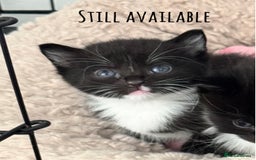 Mixed Breed cats for sale: Four beautiful mixed breed kittens - Image 6