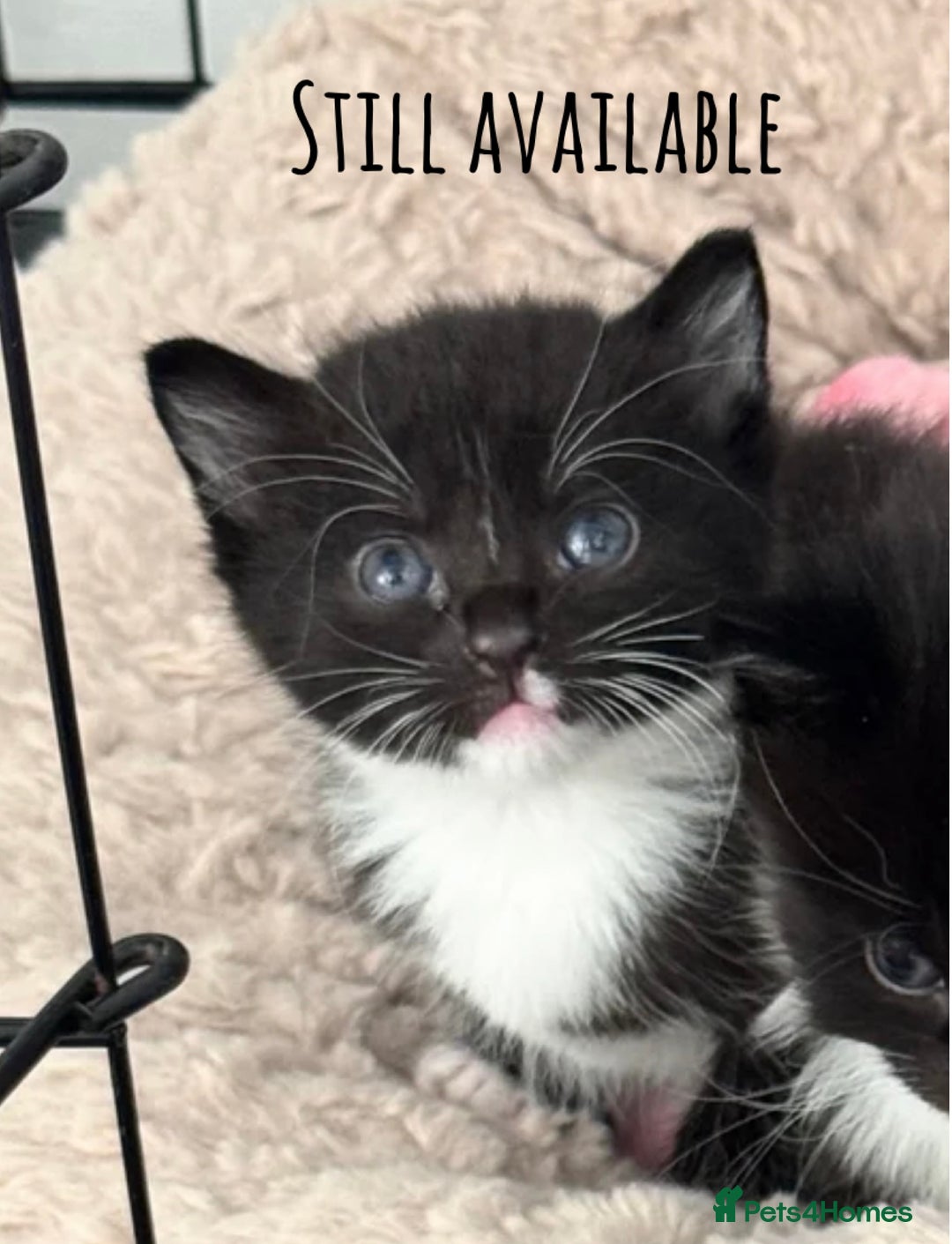 Mixed Breed cats for sale: Four beautiful mixed breed kittens - Image 6