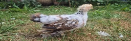 Chickens poultry for sale: Booted Pekin Bantam Rooster - Advert 6