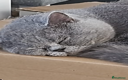 British Shorthair cats for stud: British shorthair blue  in Lewes - Image 6