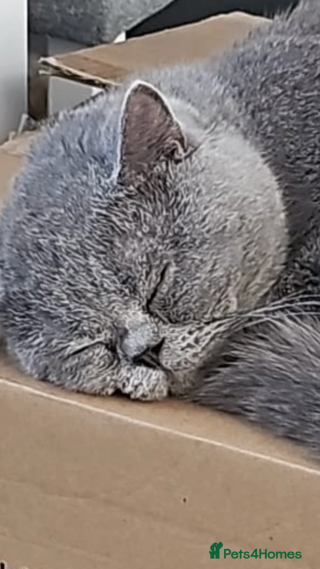 British Shorthair cats for stud: British shorthair blue  in Lewes - Advert 6