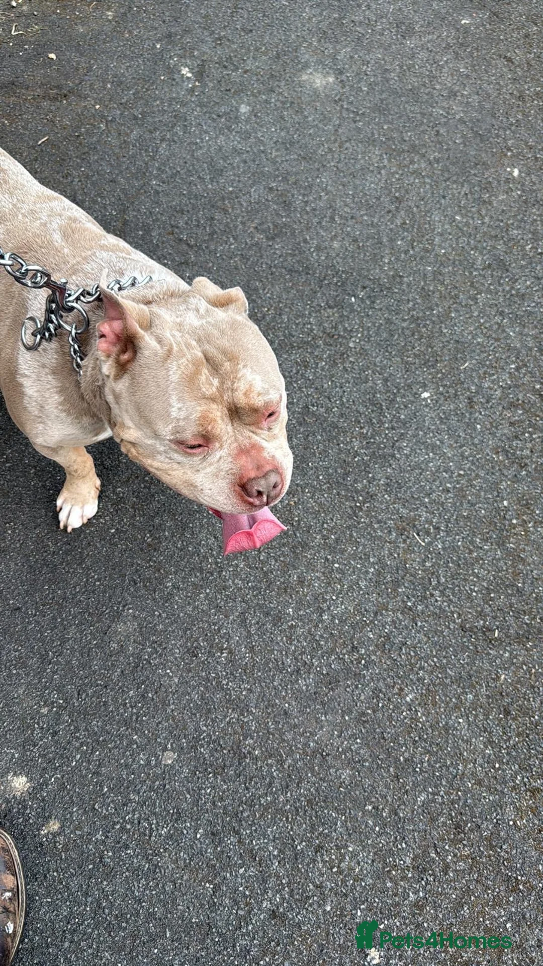 Mixed Breed dogs for sale: Luchi  pocket bully  - Advert 4