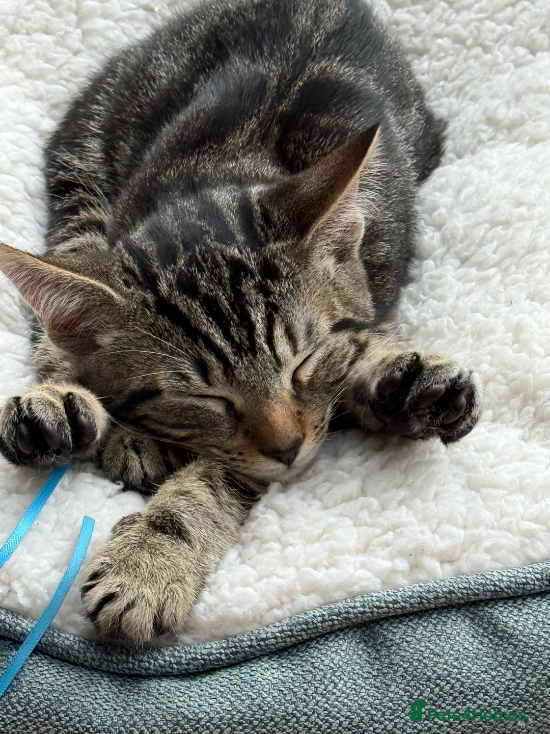 Mixed Breed cats for sale: Male kitten sale to go ASAP - Advert 4