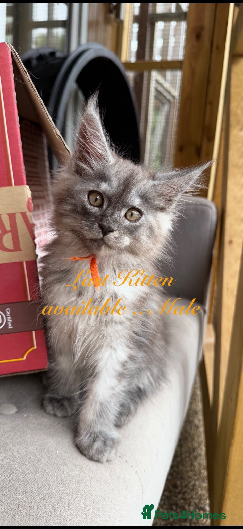 Maine Coon cats GCCF reg High smoke Maine coon kittens/shaded line - Advert 2