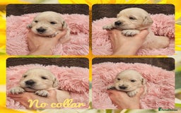 Golden Retriever dogs for sale: 9 KC registered, from imported lines puppies  - Image 24