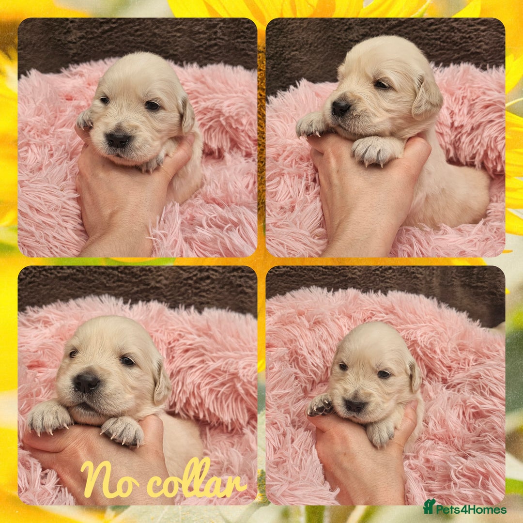 Golden Retriever dogs for sale: 9 KC registered, from imported lines puppies  - Image 24