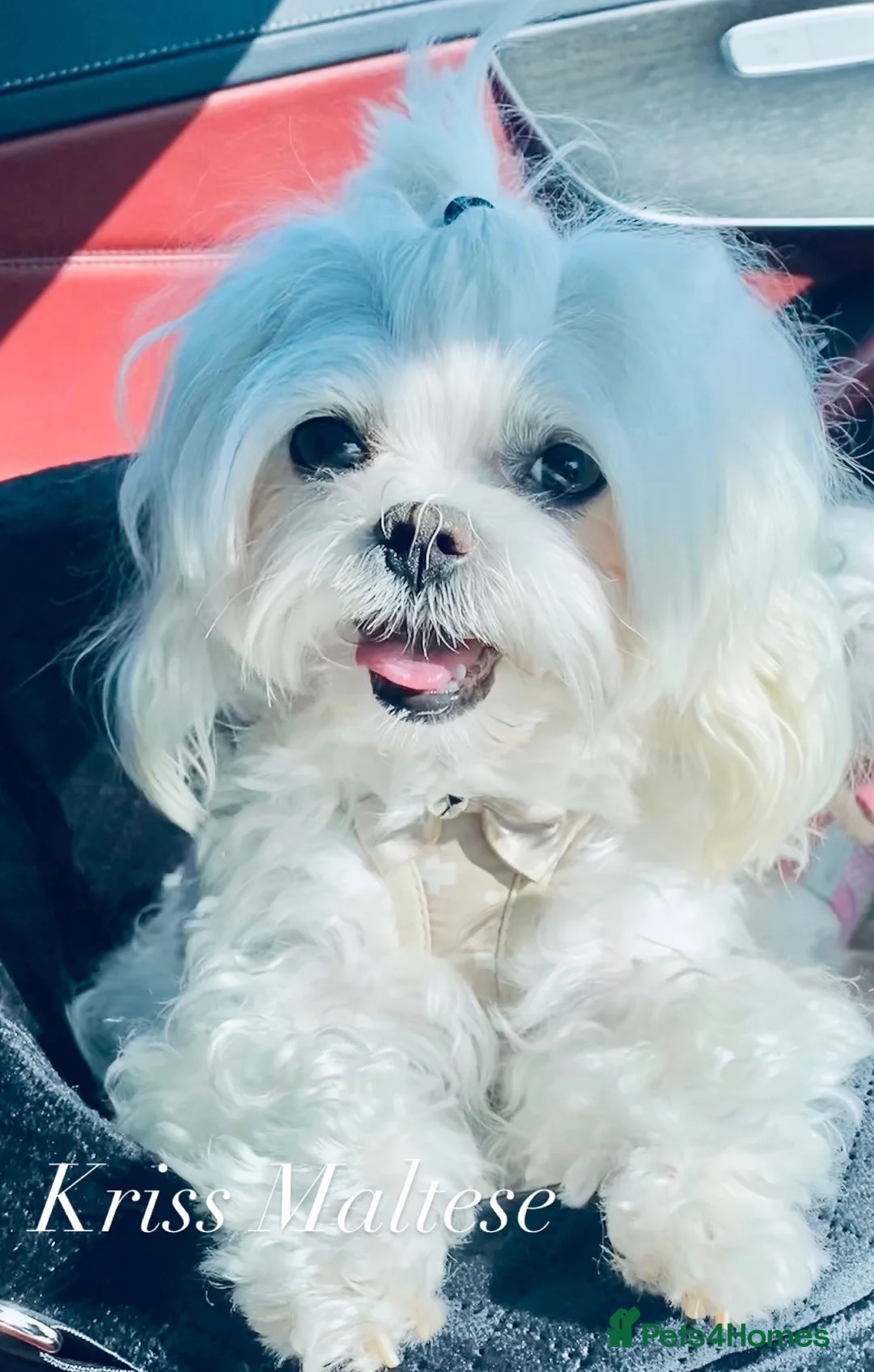 Maltese dogs for sale: ✨Outstanding kc registered Korean Maltese puppies✨ - Advert 2