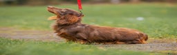Dachshund dogs for stud: Beautiful longhair stud pups available  in Swansea - Advert 6