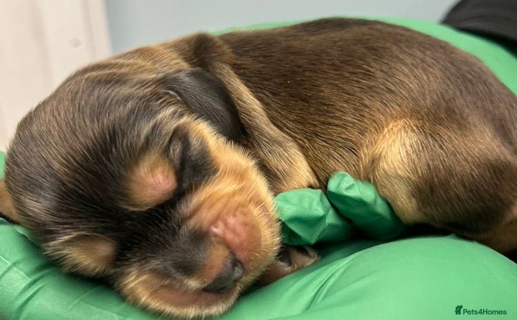 Cocker Spaniel dogs Show cocker spaniels - Advert 4