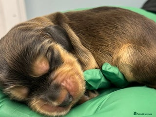 Cocker Spaniel dogs Show cocker spaniels - Advert 3