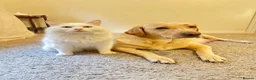 Labrador Retriever dogs for sale: 2 Red Fox Boys, Yellow Boy & Pale Yellow Girl - Advert 5
