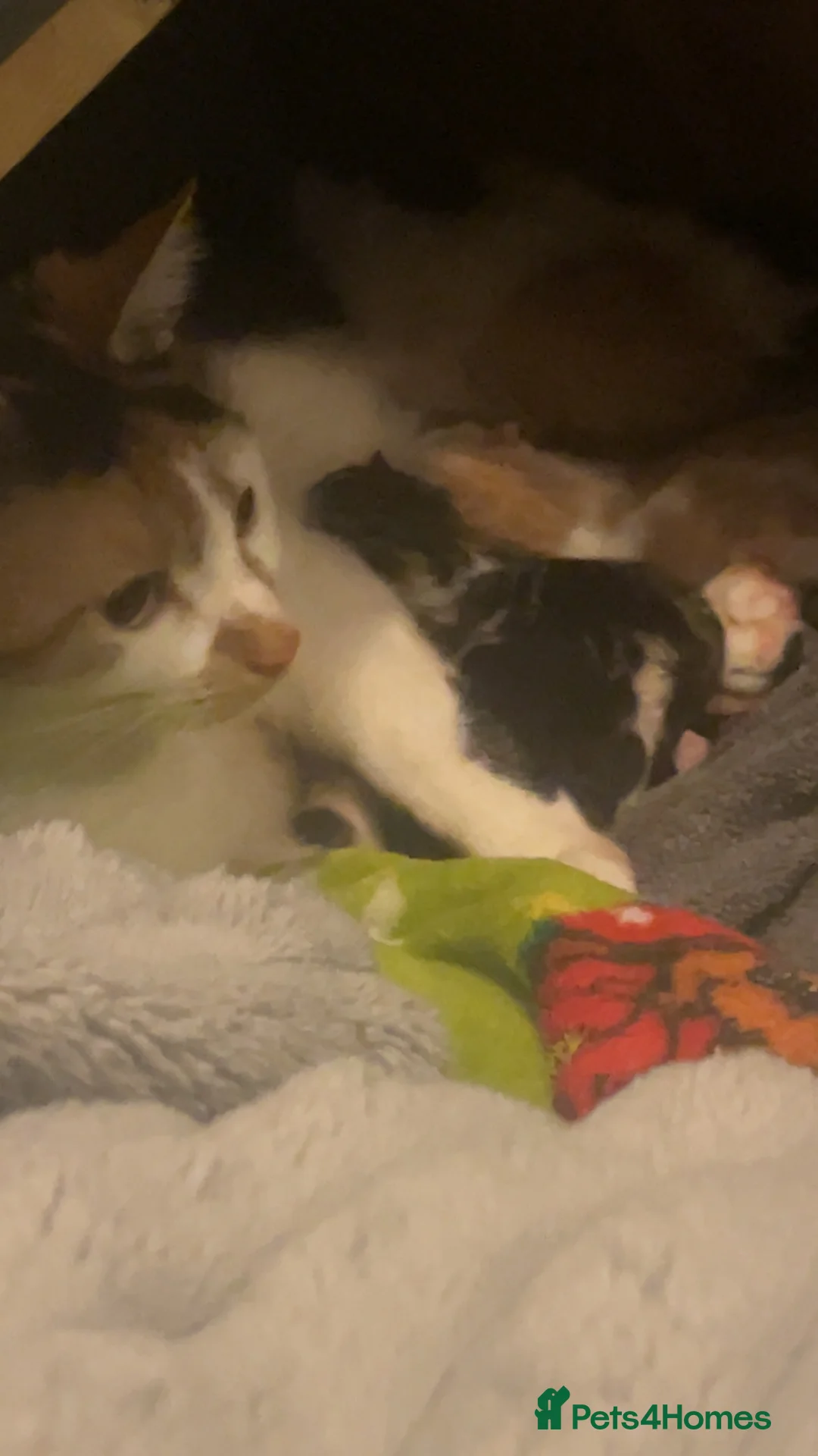 Mixed Breed cats for sale: Calico mixed breed kittens  - Advert 1