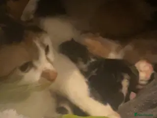 Mixed Breed cats Calico mixed breed kittens - Advert 1