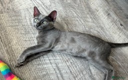 Bengal cats for sale: Two adorable Blue/Melanistic Bengal Kittens TICA  in Benfleet - Image 1